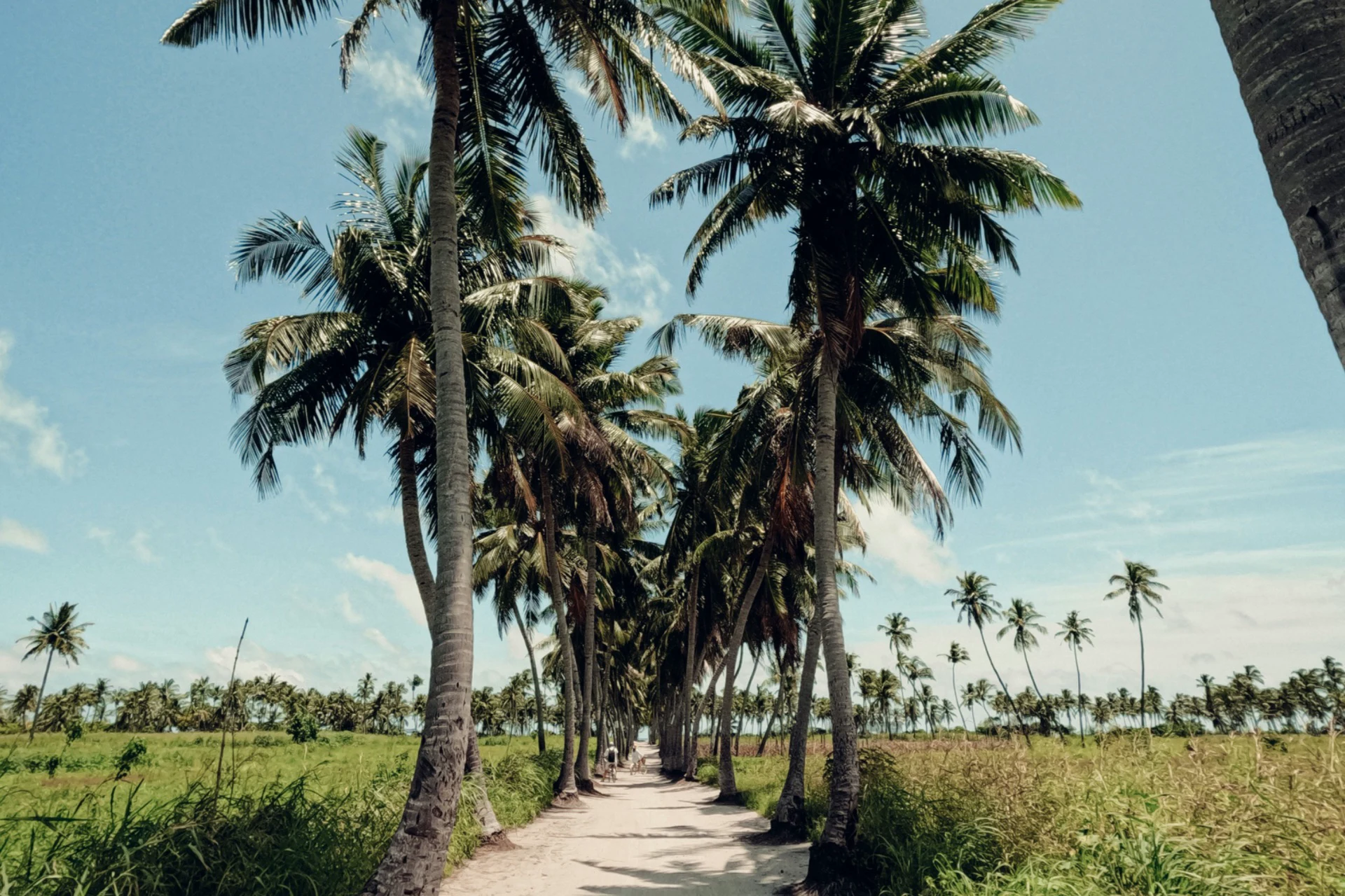 The Coconut Palm Pathway
