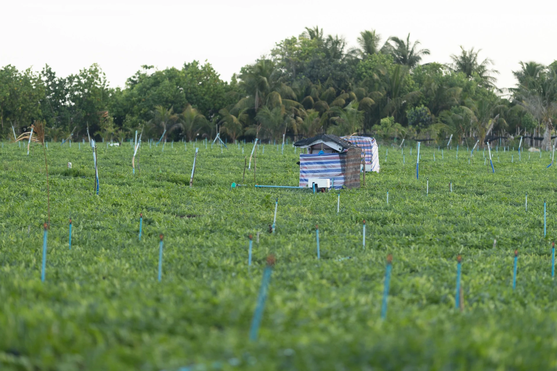 Famous Watermelon Farms